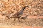 USA, New Mexico. Gambels quail male and chicks. Art Print